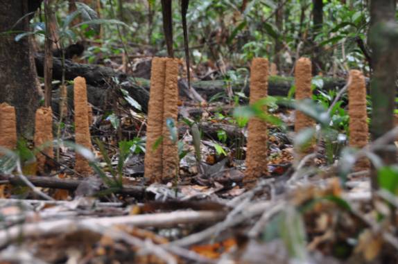 'Cidade das Cigarras', na FLONA, comunidade de São Domingo, região de Alter do Chão - PA